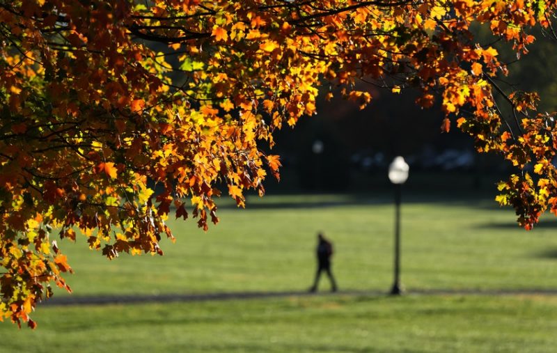 Image of fall colors on trees along the Virginia Tech Drillfield