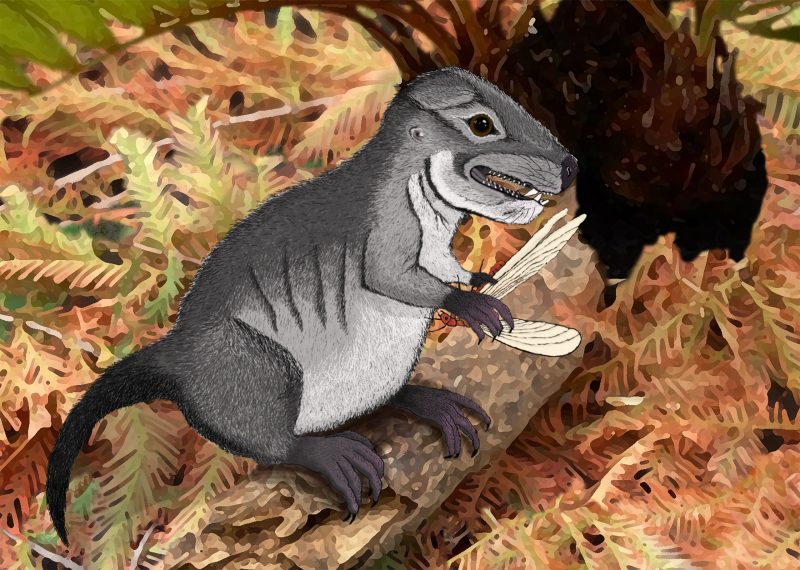 A Photoshop-created image of how Kataigidodon venetus may have looked, illustrated by Ben Kligman, a Ph.D. student in the Department of Geosciences. In the image, a a pre-mammal, small in size, no bigger than a baseball, looks like a cross between a rat and a tiny dinosaur.