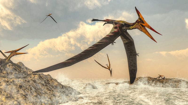 A high flying Pteranodon, a genus of pterosaur that included some of the largest known flying reptiles. Illustration courtesy of Elenarts / Adobe Stock.
