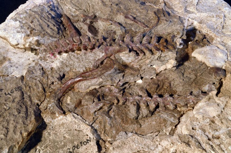 A partial skeleton of Lagerpeton (hips, leg, and vertebrae) from ~235 million years from Argentina. Further examination of this specimen helped tie features of lagerpetids to pterosaurs. Photo courtesy of Sterling Nesbitt.