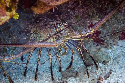 A very colorful Caribbean spiny lobster peeking out of its den. These crustaceans perform active social distancing behaviors when an infected lobster enters the den. Photo courtesy of Adobe Stock.