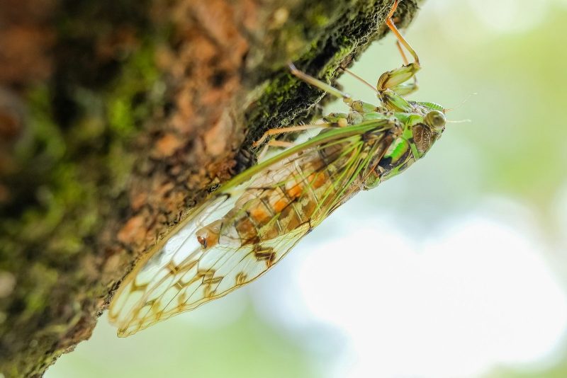 Image of cicada on tree